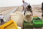۱هزار و ۷۶۷ تن میگوی پرورشی در استان بوشهر تولید شد 